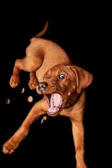 perro