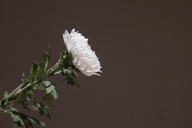 flor