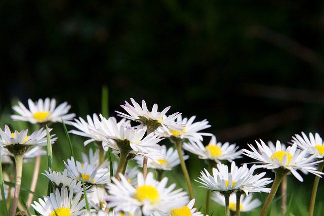 flores_funeraria
