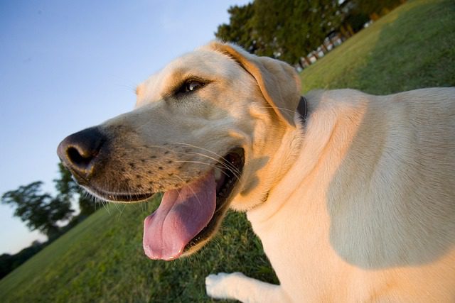 perro en parque